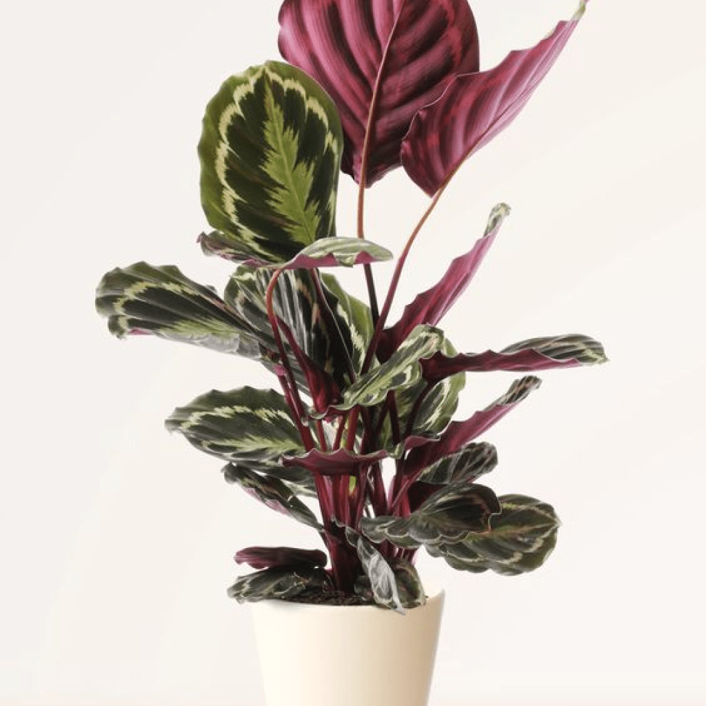 Calathea