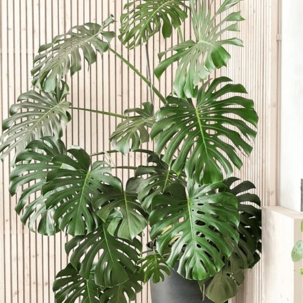 Monstera Deliciosa