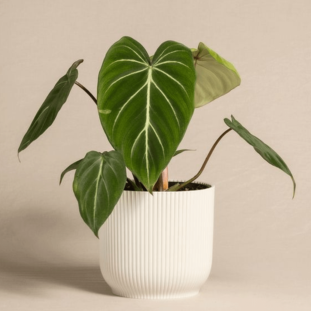 Philodendron