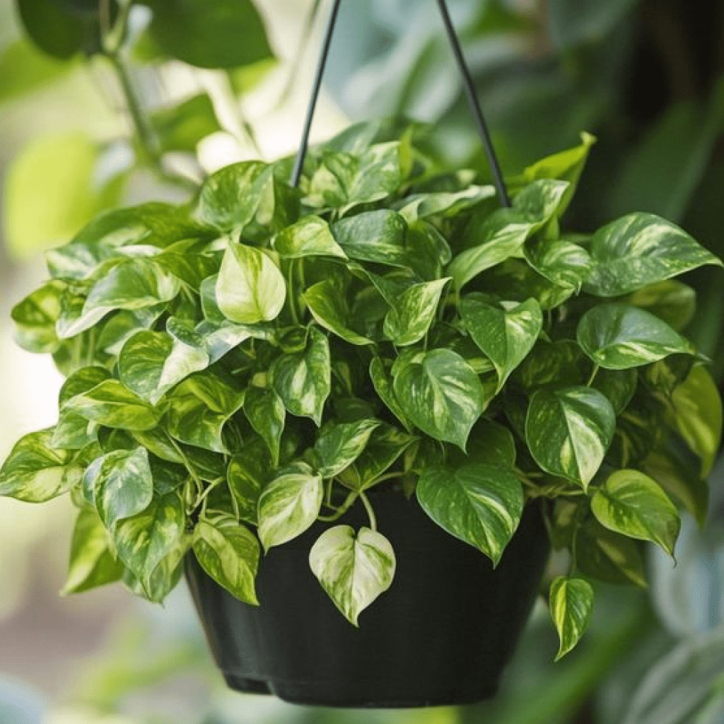 Pothos (Epipremnum aureum)