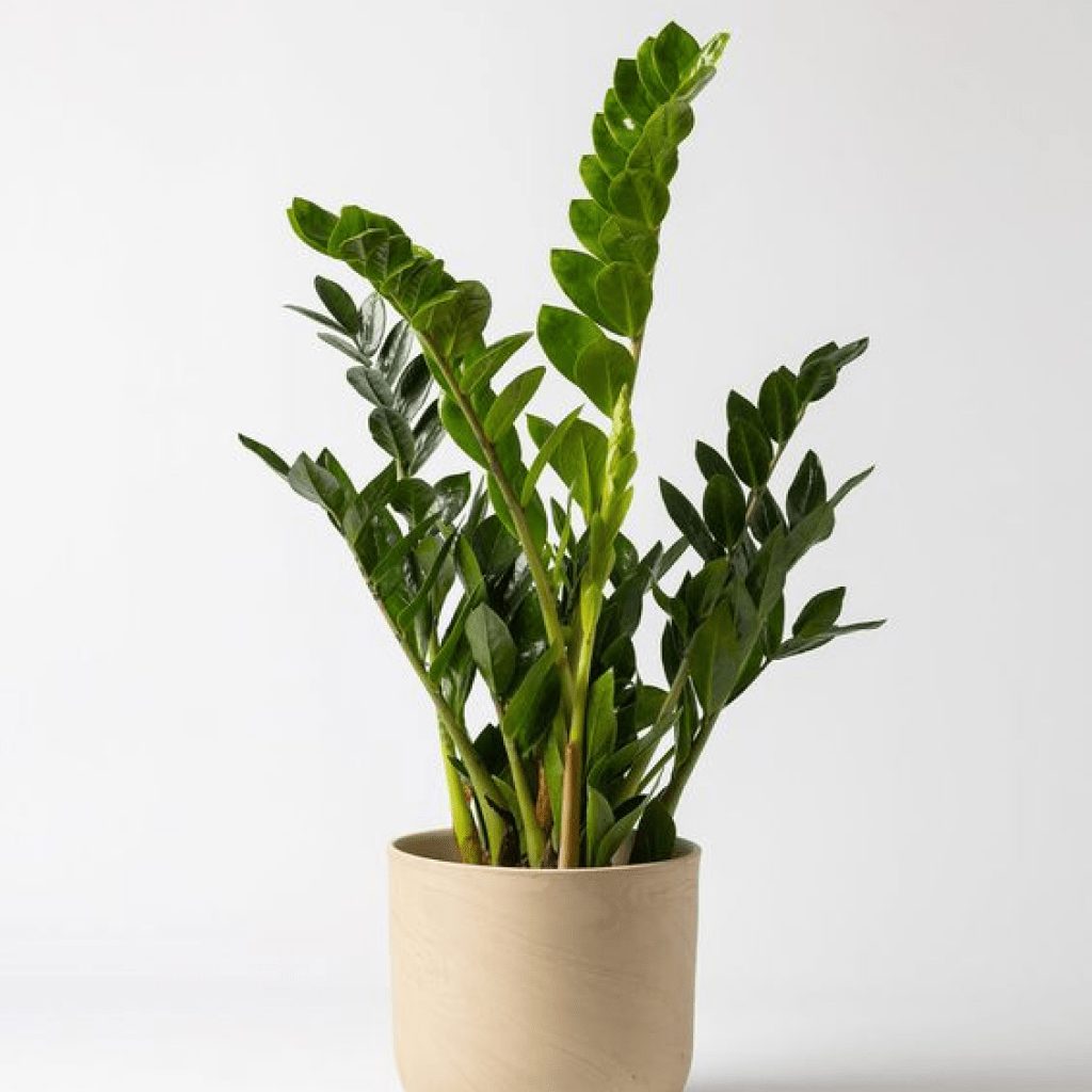 ZZ Plant (Zamioculcas zamiifolia)