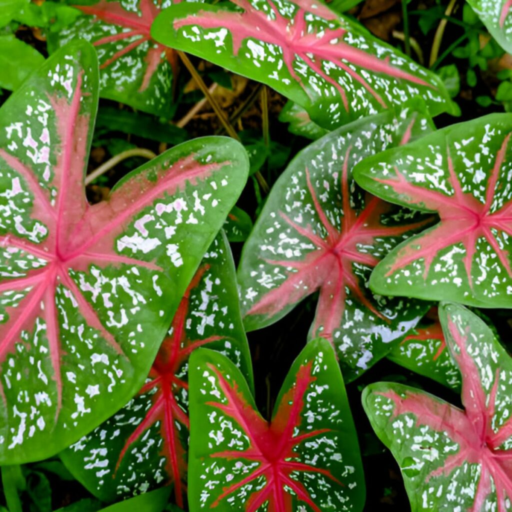 Tanaman Hias Daun Caladium (Keladi Hias)