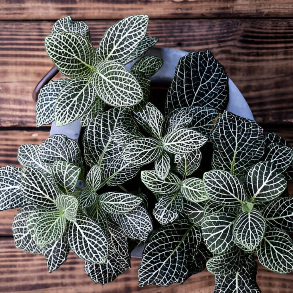 Fittonia (Nerve Plant)