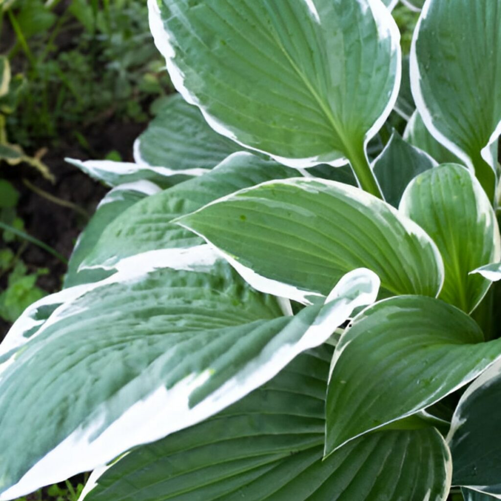 Hosta