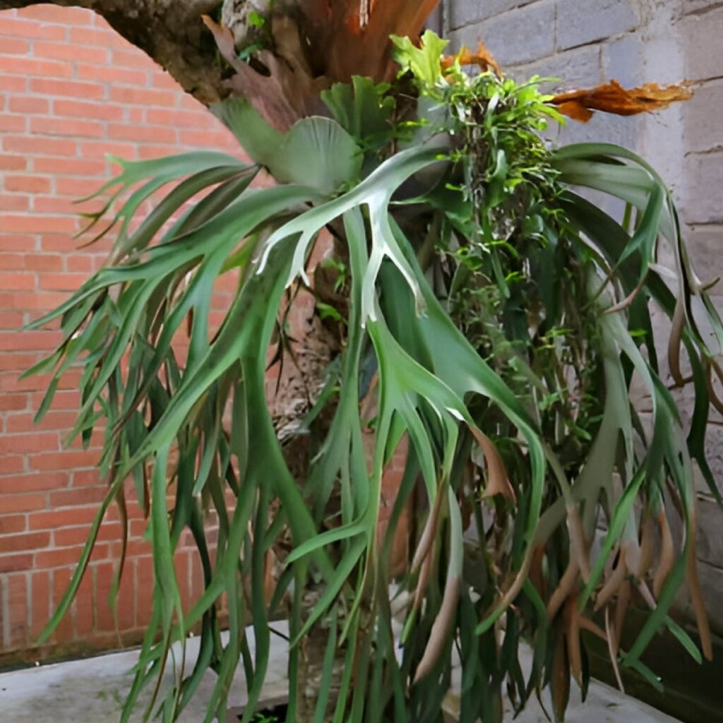 Paku Tanduk Rusa (Platycerium bifurcatum)