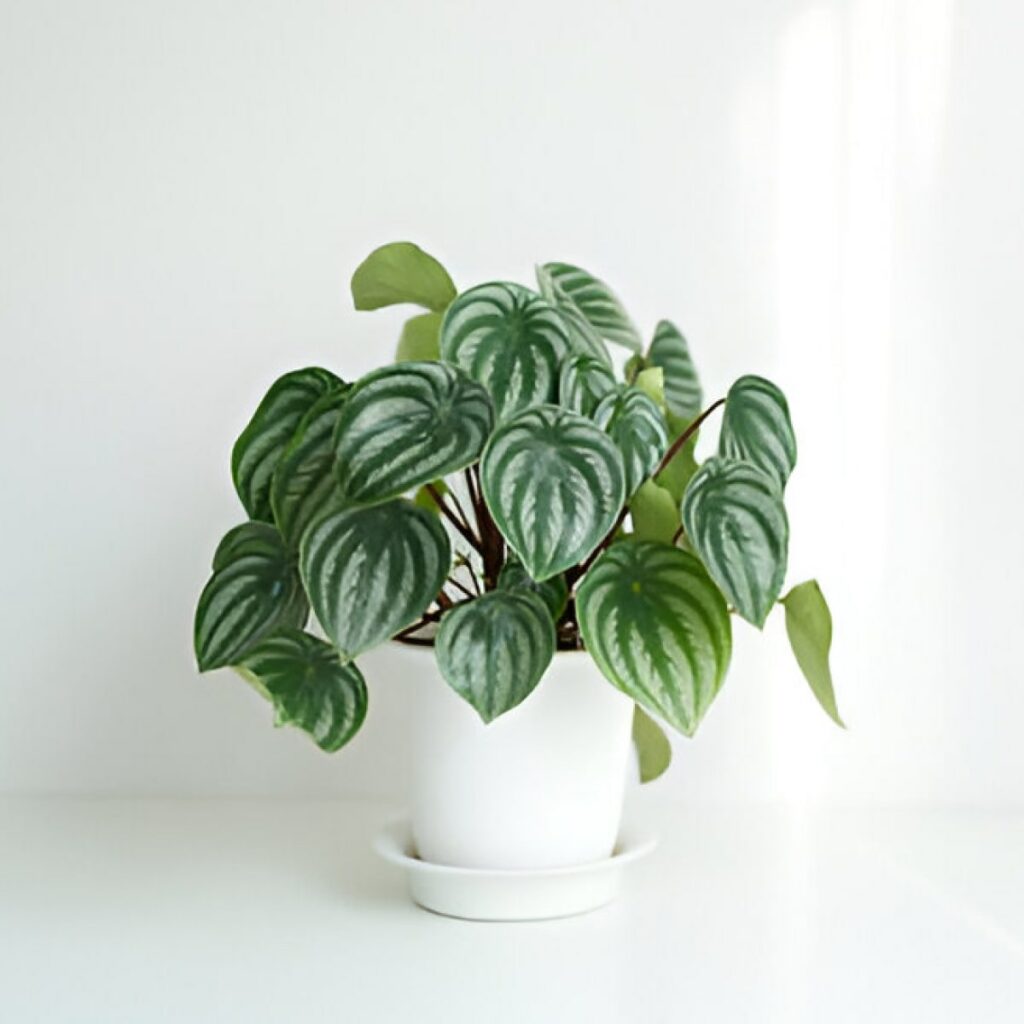 Peperomia Watermelon (Peperomia argyreia)