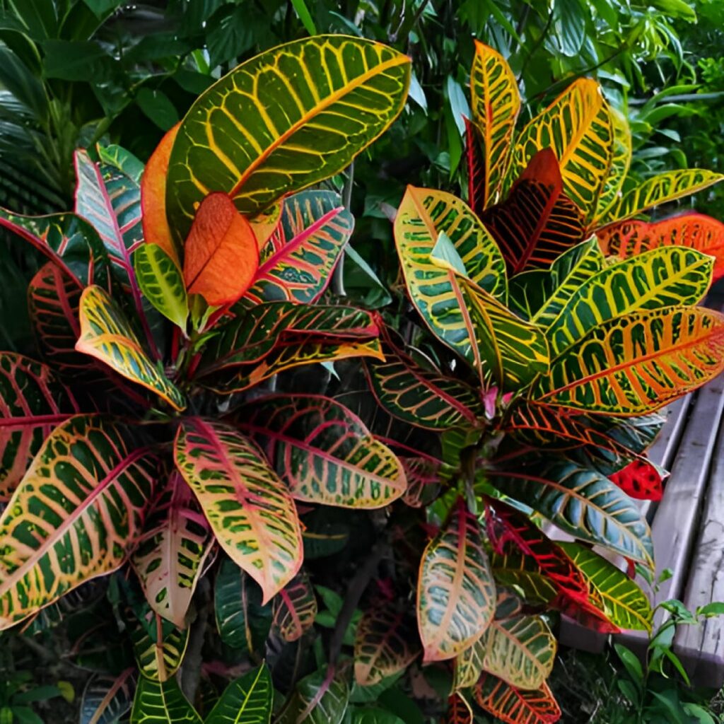 Tanaman Hias Daun Puring (Codiaeum variegatum)
